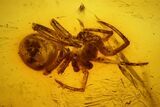Fossil Fly (Diptera) and a Spider (Araneae) In Baltic Amber #139087-1